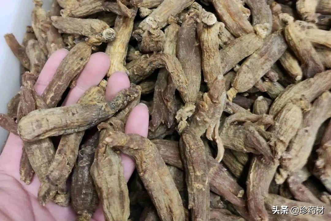 远志行情，时代脉搏与行业变迁的交织记录