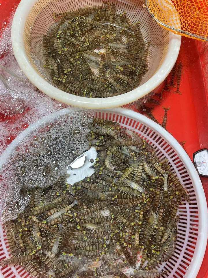 今日虾价走势，乘风破浪，助力自我成长之路