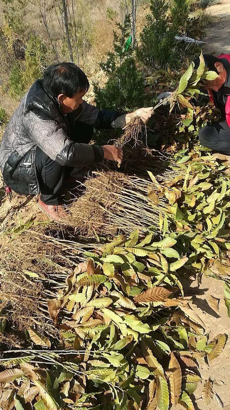 茅栗镇公路最新动态，一路前行，助力未来学习与成长之路