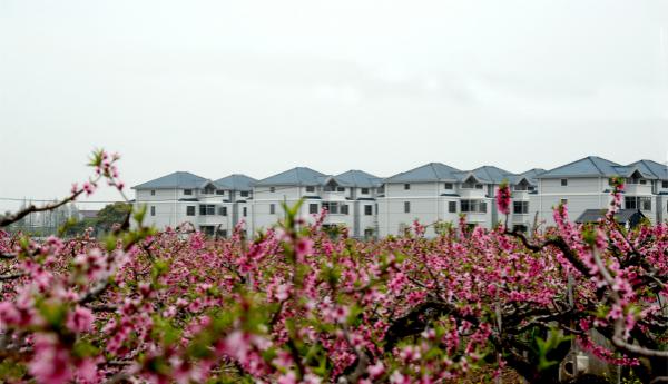 新场最新发展计划及观点论述概述