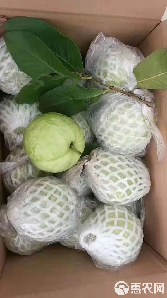 番石榴上市,番石榴上市，采摘、选购与食用的全步骤指南