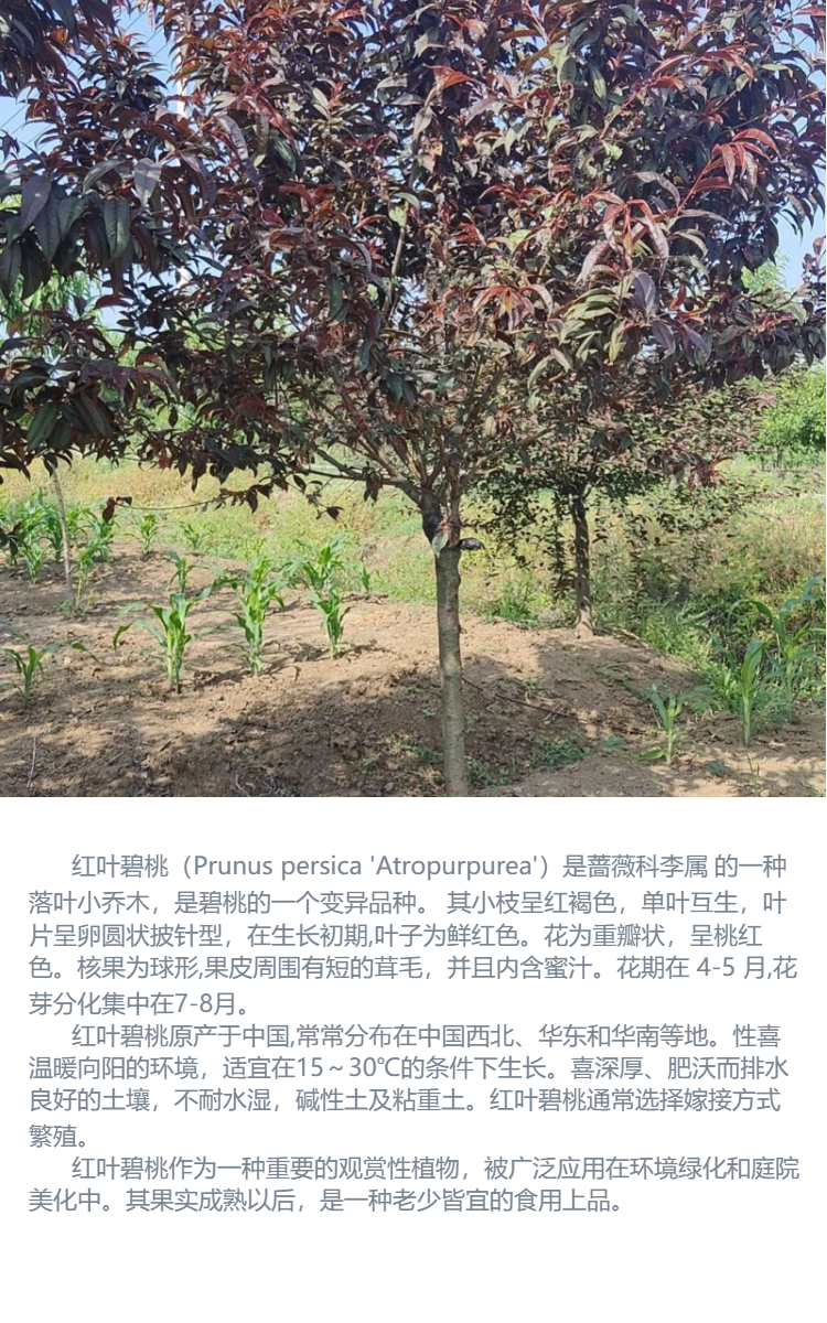 红榉树最新价格，成长之树的智慧与价值的体现