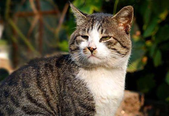 猫咪资讯，最新动态与养猫指南