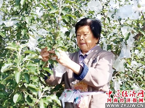 最新苹果纸袋套袋器及其使用指南